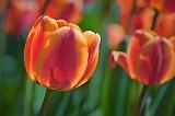 Red & Orange Tulip_25155